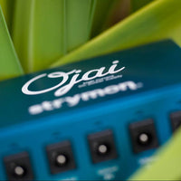 Close up view of Strymon Ojai on leaves