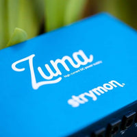 Close up of Strymon Zuma with leaves in the background